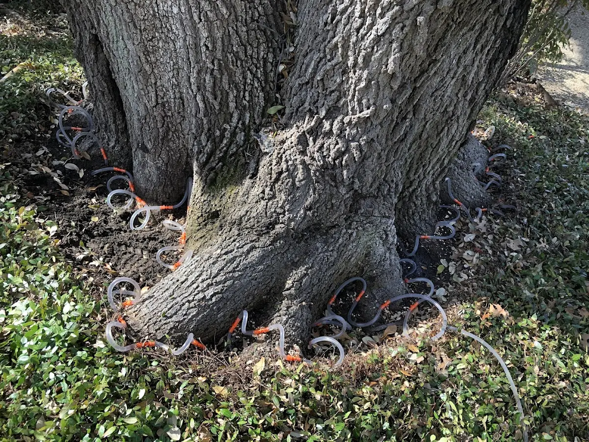 Detailed Tree Cabling and Bracing job site in Rich Hill